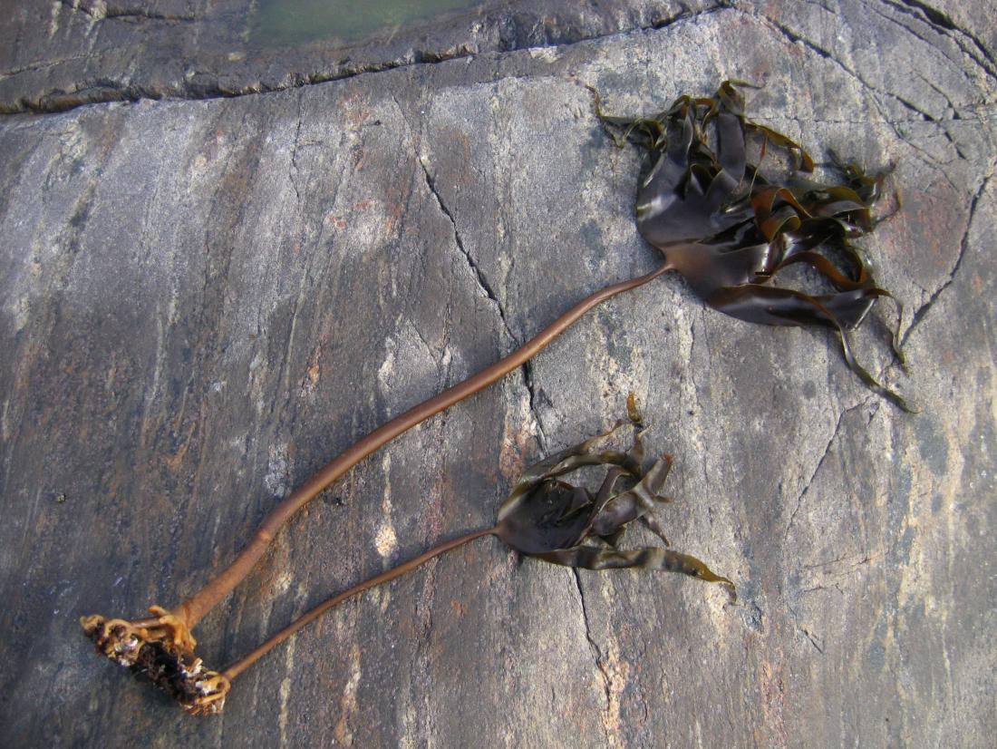 Viêm xương khớp: Liệu chiết xuất tảo có thể dùng để chữa bệnh không?